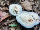 Hydnellum caeruleum image