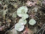 Hydnellum caeruleum image