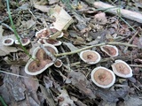 Hydnellum concrescens image