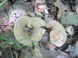 Hydnellum spongiosipes image