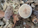 Hydnellum spongiosipes image