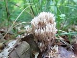 Lentaria micheneri image