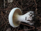 Clitocybe robusta image