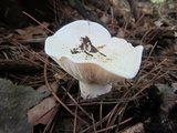Clitocybe robusta image