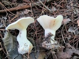 Clitocybe robusta image