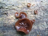 Pachyella clypeata image