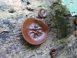 Pachyella clypeata image