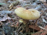 Tapinella atrotomentosa image