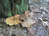 Tapinella atrotomentosa image