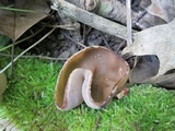 Peziza repanda image