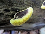 Phellinus gilvus image
