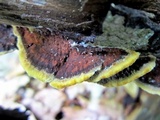Phellinus gilvus image