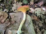 Phylloporus rhodoxanthus image