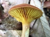 Phylloporus rhodoxanthus image