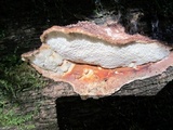 Postia fragilis image
