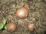 Scleroderma areolatum image