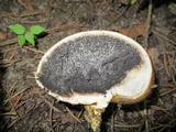 Scleroderma areolatum image