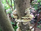 Trametes pubescens image