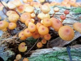 Xeromphalina kauffmanii image