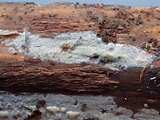 Phlebia subochracea image