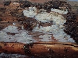 Phlebia subochracea image
