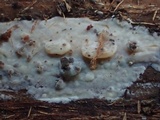 Phlebia subochracea image