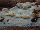 Phlebia subochracea image