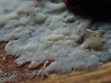 Phlebia subochracea image