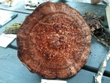 Laetiporus persicinus image
