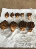 Morchella importuna image