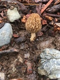Morchella importuna image