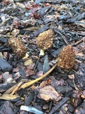 Morchella importuna image