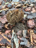 Morchella importuna image