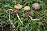 Psilocybe mescaleroensis image
