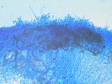 Phlebia subochracea image
