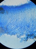 Phlebia subochracea image
