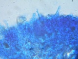 Phlebia subochracea image