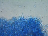 Phlebia subochracea image