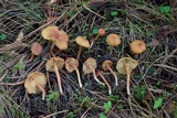 Rhodocybe nitellina image