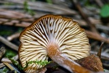 Rhodocybe nitellina image