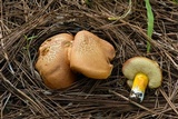 Tylopilus leucomycelinus image
