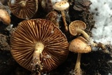Pholiota highlandensis image