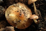 Pholiota highlandensis image