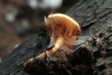 Pholiota highlandensis image