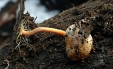 Pholiota highlandensis image