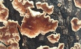 Merulius tremellosus image
