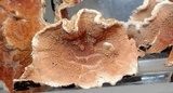 Merulius tremellosus image