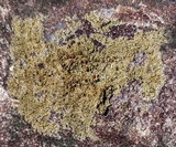 Caloplaca flavovirescens image