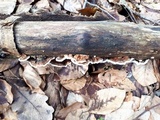 Trametes ochracea image
