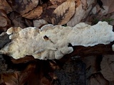 Trametes ochracea image